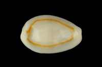 藏品(金環寶螺)的圖片